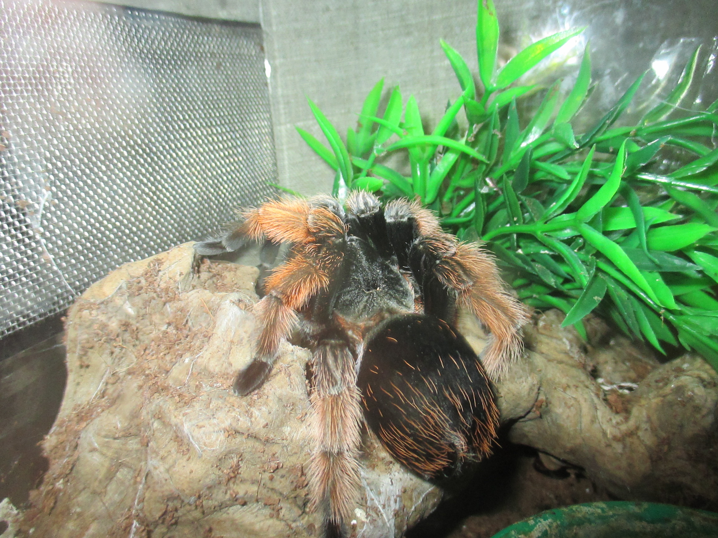 Brachypelma_klaasi